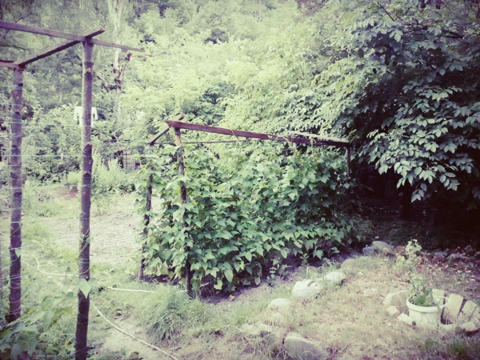 Borjomi Makvala'S Guest House Exterior foto
